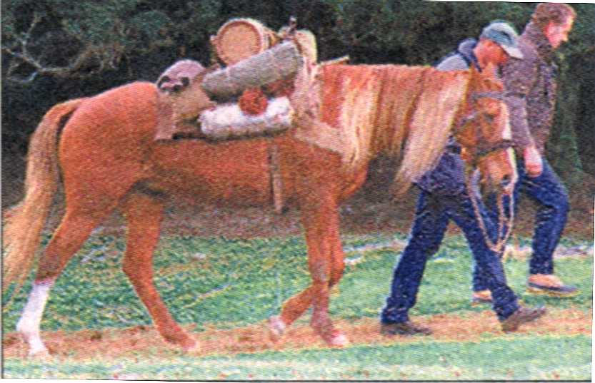 Bill the Pony