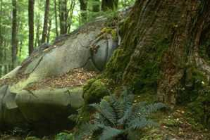 Fallen Statue