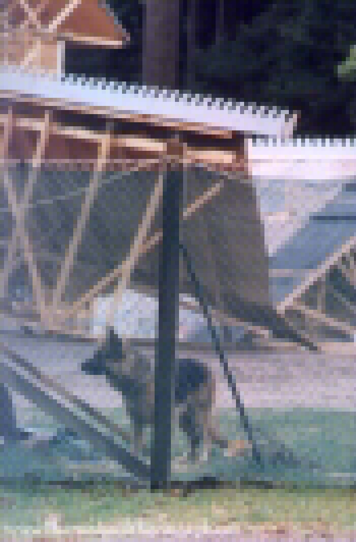 Dog on the Set
