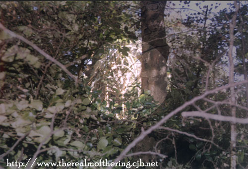Rivendell